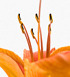 [Panana] - day lily, white background, buds